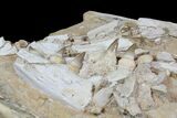 Disarticulated Mosasaur Jaw With Teeth - Superb Preparation! #78100-5